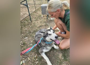 Maya, sanfte Malamute Hündin sucht liebevolle Menschen