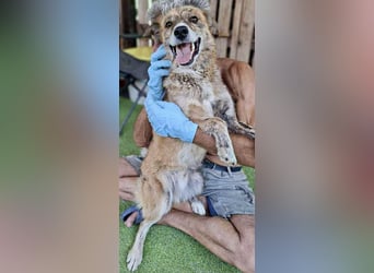 Simba sucht jemanden zum Kuscheln