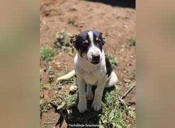 Yuna sucht wundervolle Familie!