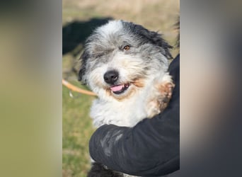 Freundliche Bella sucht ihr Zuhause