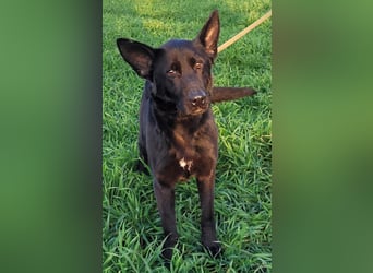 Himerra - schlau und lernwillig