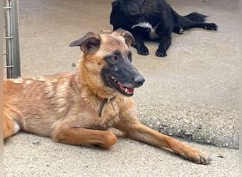 Bezaubernde Hundelady RONJA sucht liebevolle Familie