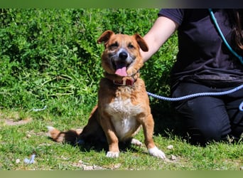 Kali, Mix Dackel / Pinscher, lieb und verträglich