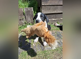 Terje sucht Traumzuhause!
