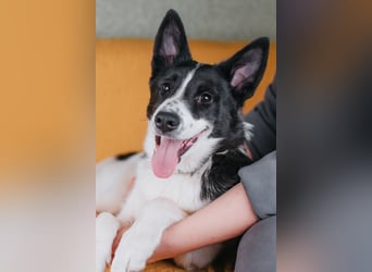 Die kleine Heidi sucht ein Zuhause