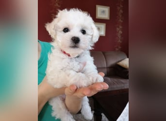 2 wunderschöne Bichon Frise Welpen im Teddylook