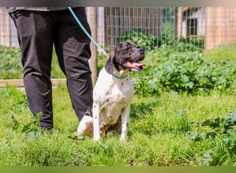 Pepa  - Englischer Pointer, lieb und verträglich