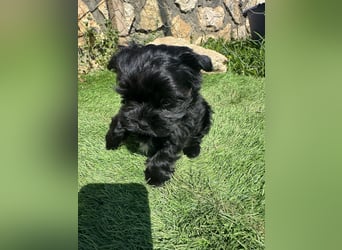 Yorkshire terrier schwarz mädchen