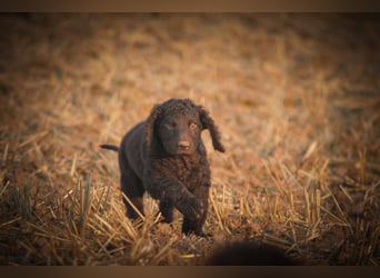 Irish Water Spaniel Welpen / Nichthaarend / FCI - VDH Zucht