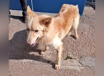 Dolar, Border-Collie typischer Jungspund aus der Tötung