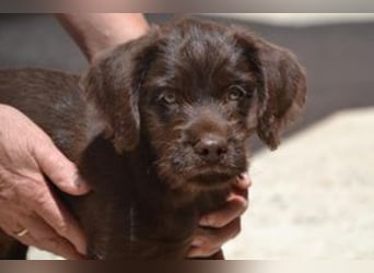 Lollo, ein fröhliches Hundekind auf Entdeckungsreise