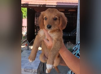 Kleine Mina ❤️ zauberhaftes Welpenmädchen