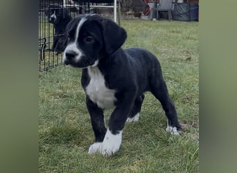 Cane Corso - Dogo Argentino Mischlingswelpe Hündin