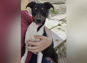 Rufus, wann bekommt er seine Chance?
