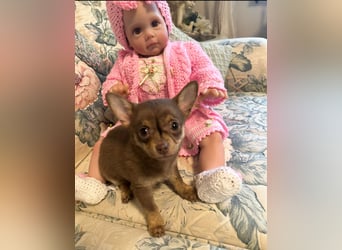 Chihuahua Welpen