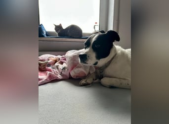 lieber Toni auf Pflegestelle in Kammlach sucht sein Zuhause