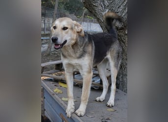 Ciri, geb. ca. 05/2024, lebt in GRIECHENLAND, im städt. Tierheim Serres