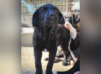 GONZALES❤️ liebenswerter, agiler und neugieriger Kroatischer Schäferhund-Mix