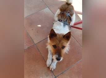 Blinki, sehr lieber und neugieriger Jack Russell-Mix, geb. 01/2023
