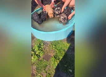 Cockapoo Welpen Englisch Cockerspaniel x Pudel