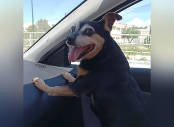 Frieda sucht ein Zuhause