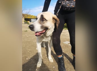 Pancho, ein zarter großer Rüde
