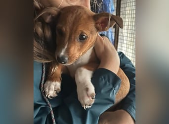 Hundekind JAX sucht seine Herzensmenschen