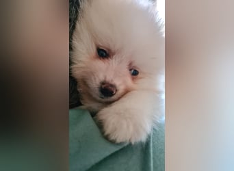 zuckersüße Pomeranianwelpen