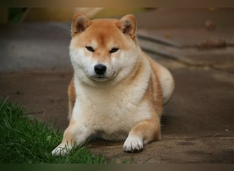 Wunderschöne Shiba Inu Welpen suchen ein liebevolles Zuhause!