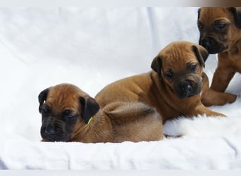 wunderschöne Rhodesian Ridgeback Welpen ! ! ! absolut vitale und einwandfreie kleine Engel