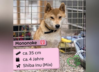 Mononoke - lieb, sozial