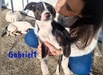 Gabriel1 10/2024 (ESP Pflegestelle) - aufgeschlossener und verspielter Bodeguero-Mix Welpe!
