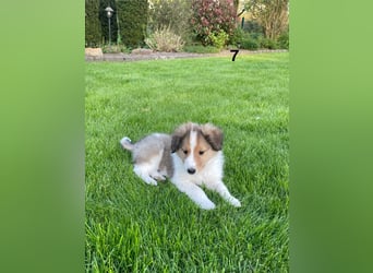Colliewelpen suchen ein Zuhause!