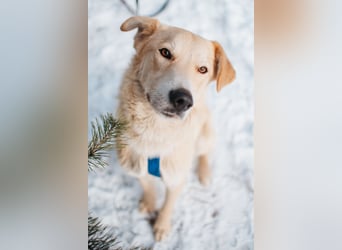 Labrador-Mix Mozart sucht Familie