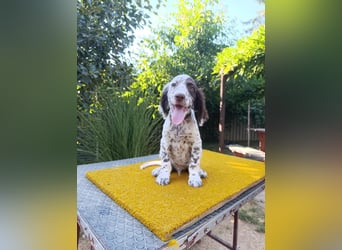 English setter Welpen (3 Rüden, 2 Hündinnen)