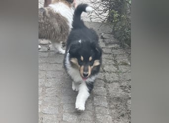 Colliewelpe im amerikanischen Typ