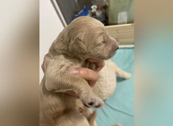Goldendoodle F1bb Welpen -Liebevoll aufgezogen!