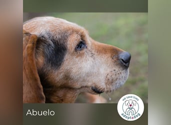 Abuelo: Senior sucht ein Zuhause