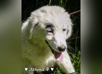 Athena sucht ein Zuhause