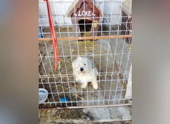 CHESTA sucht ein Zuhause