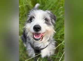 Sonnenschein Greta sucht aktives Zuhause