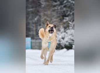 Freundlicher Anton sucht seine Menschen
