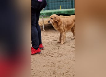 Roxi, verschmuste, kinderliebe Golden Retriever Hündin geb. 2018