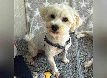 Balou - freundlicher, lieber, katzenverträglicher Bichon Frisé Mix Rüde / z.Zt. noch in Rumänien