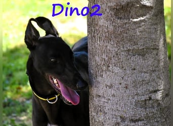 Dino2 03/2022 (ESP) - sehr verschmuster, aufgeschlossener und neugieriger Galgo Ingles!