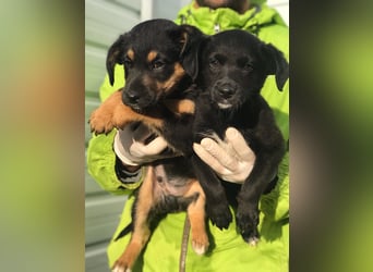 Charly - Großes Herz sucht Familie für ein dauerhaftes Happy End! (78166 Donaueschingen)