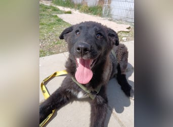Fröhlicher Welpenjunge Buddy