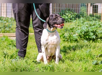 Pepa  - Englischer Pointer, lieb und verträglich