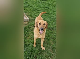 großer Herzenshund Bailey sucht noch seine Menschen