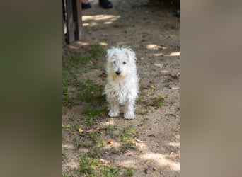 Bess, fröhlicher Westhighland White Terrier Welpe, geb. 2025